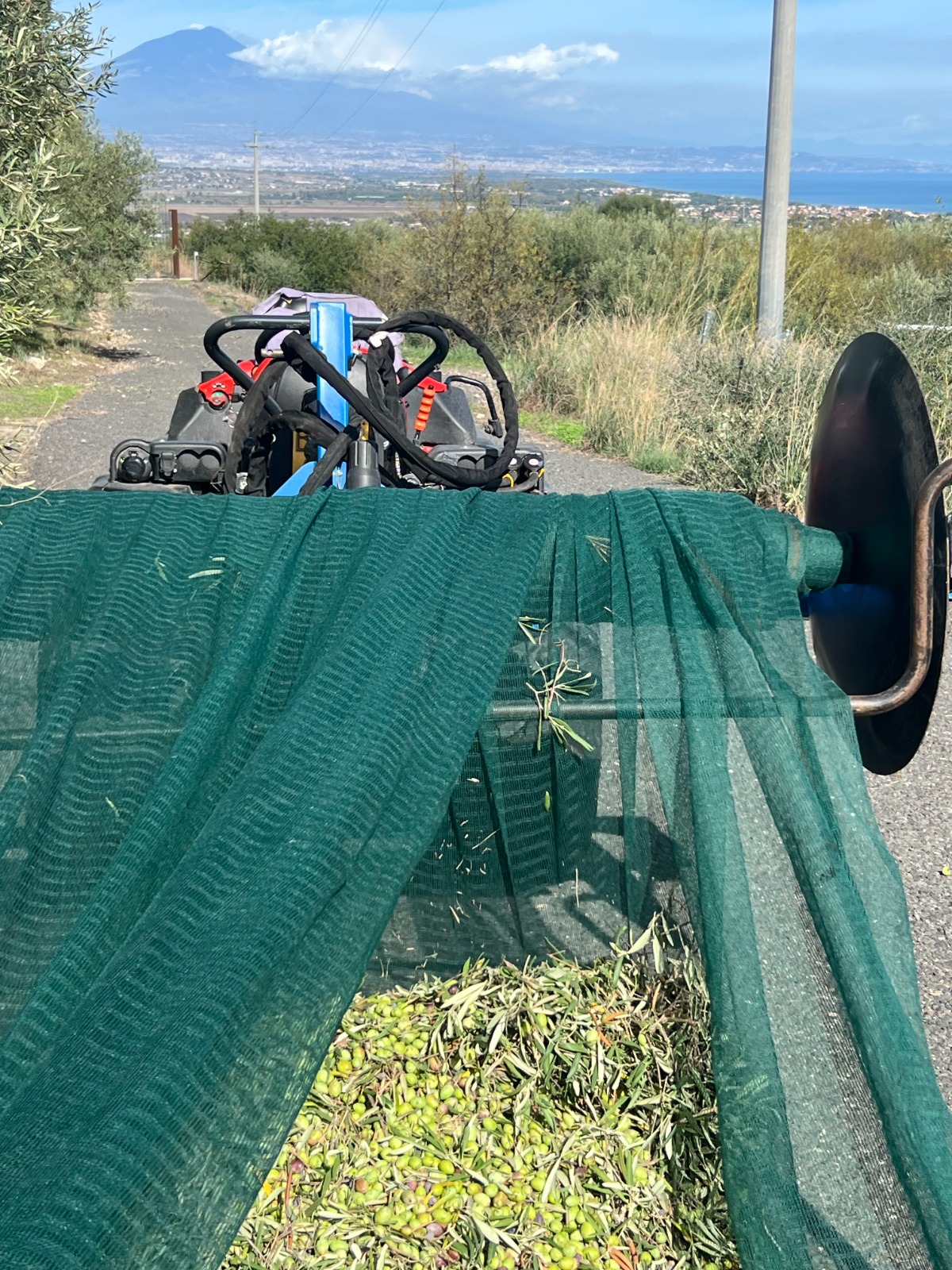 Fasi della raccolta manuale delle olive in Sicilia