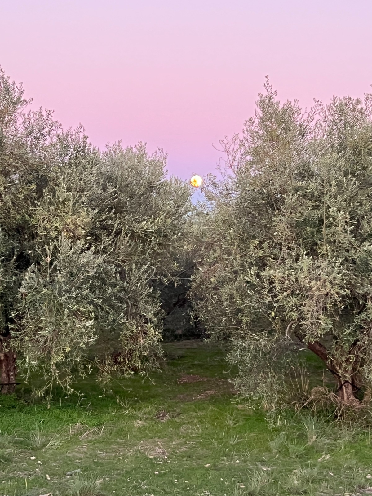 Oliveto secolare con vista sul Golfo dell'Etna